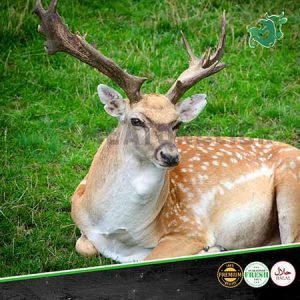 deer meat in dubai