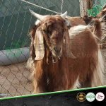 indian-goat-meatonclick